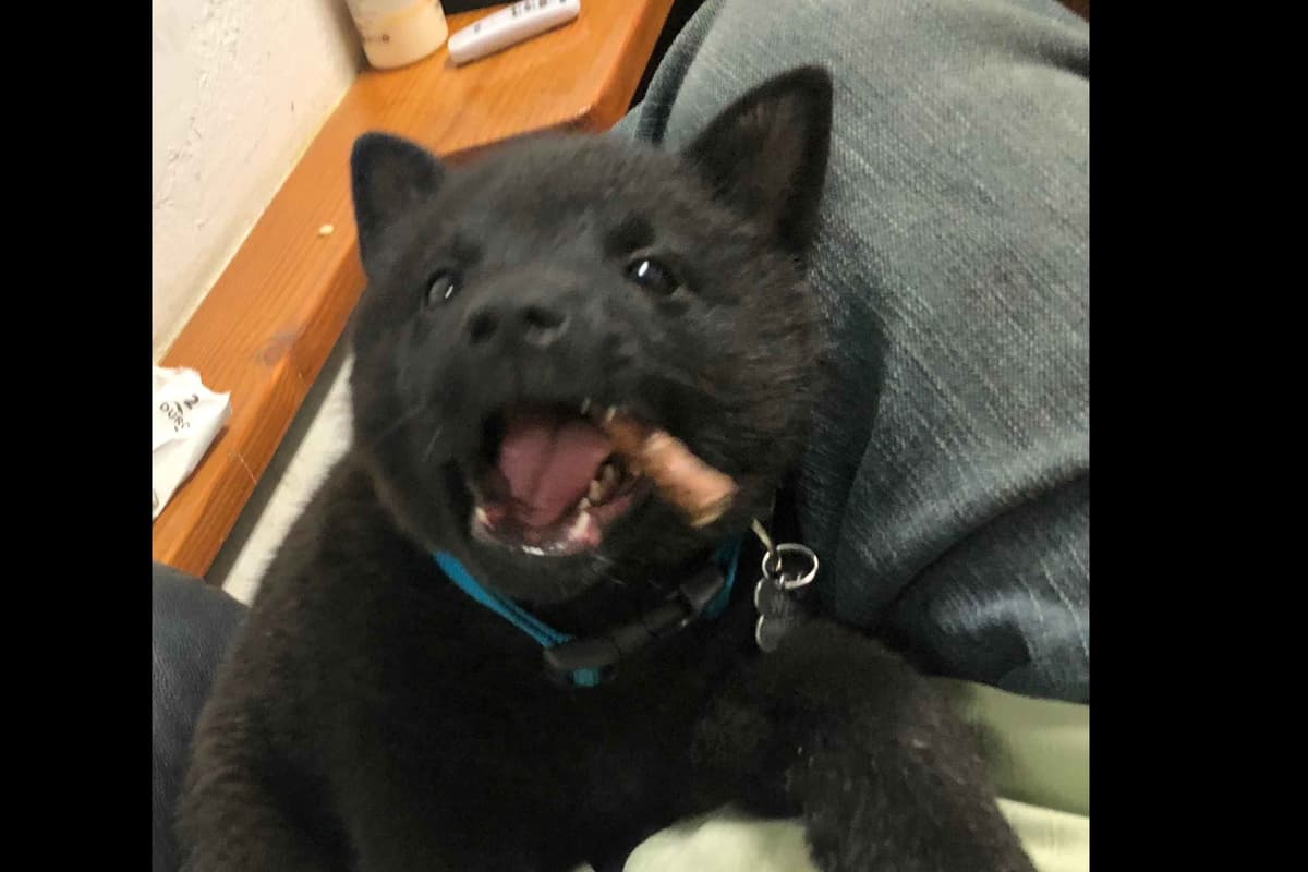 Schipperke Puppies breeder image 18