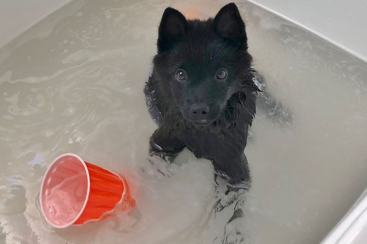 Schipperke Puppies breeder image 19