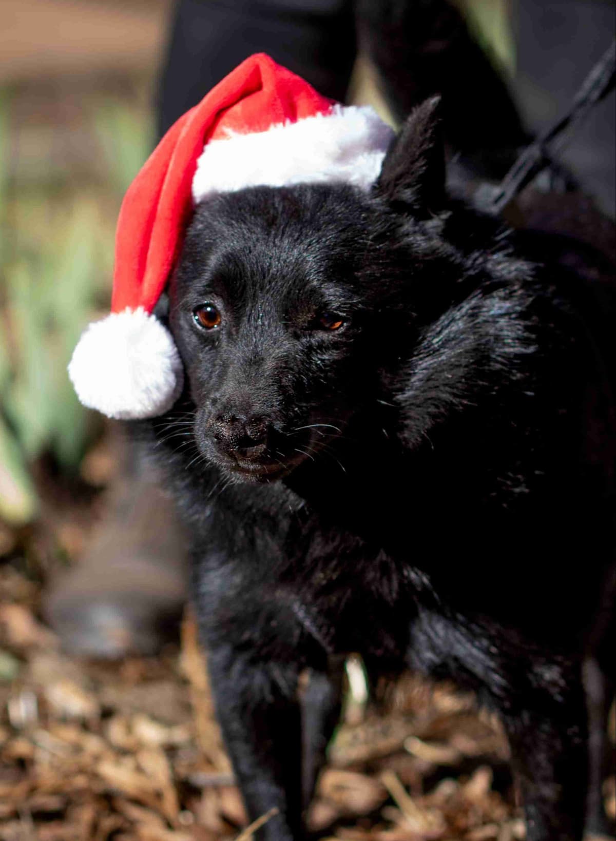 Schipperke Puppies breeder image 2