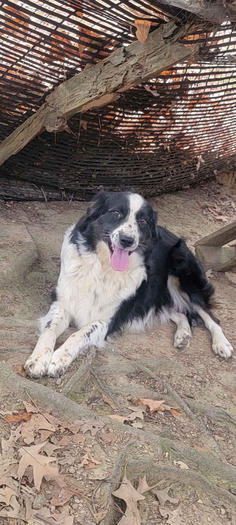 Australian Shepherd Puppies breeder image 2