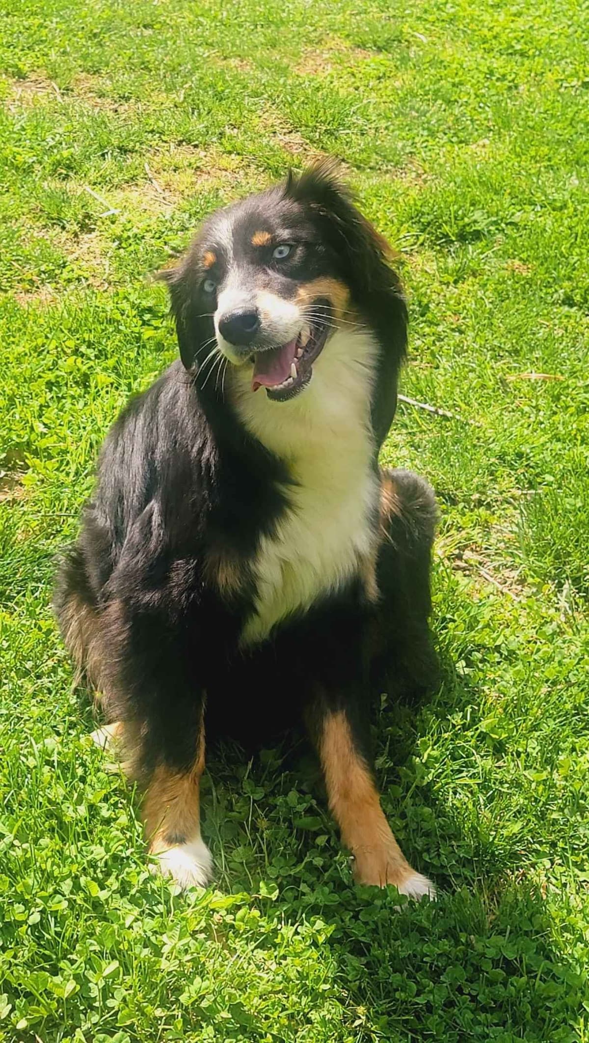 Australian Shepherd Puppies breeder image 5