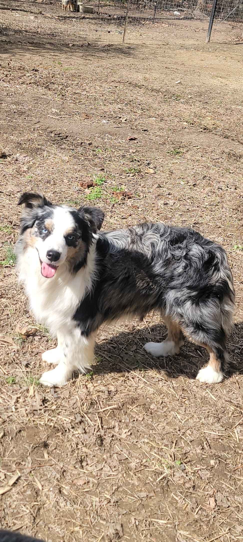 Australian Shepherd Puppies breeder image 4