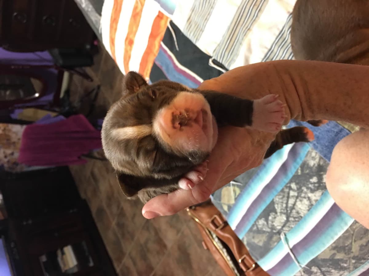 Boston Terrier Puppies breeder image 1