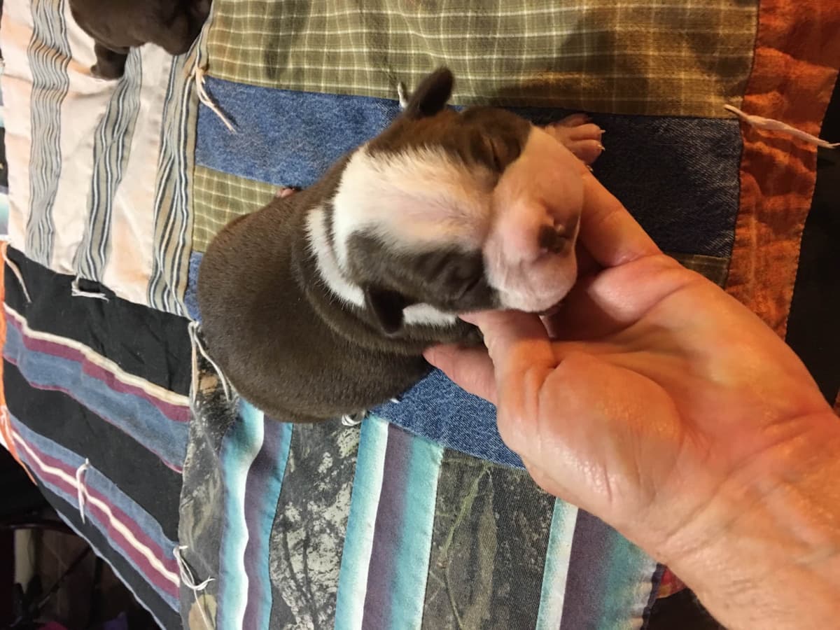 Boston Terrier Puppies breeder image 2