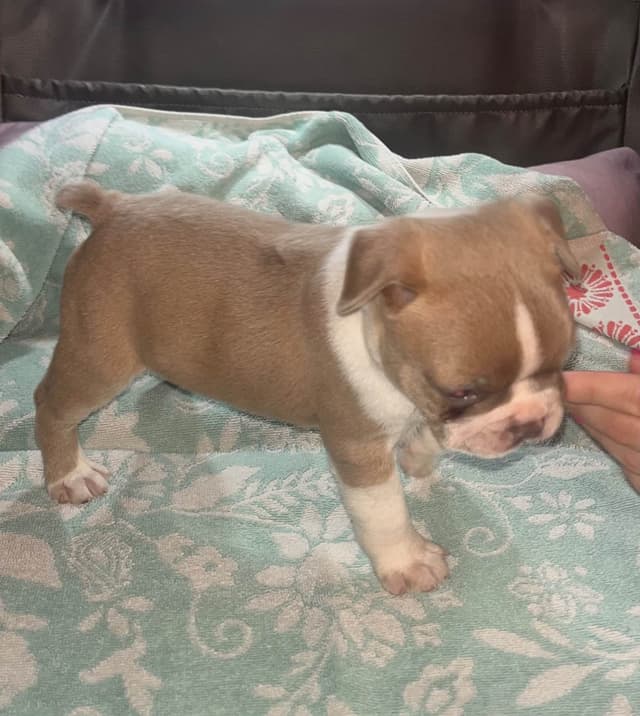 Boston Terrier Puppies media 2