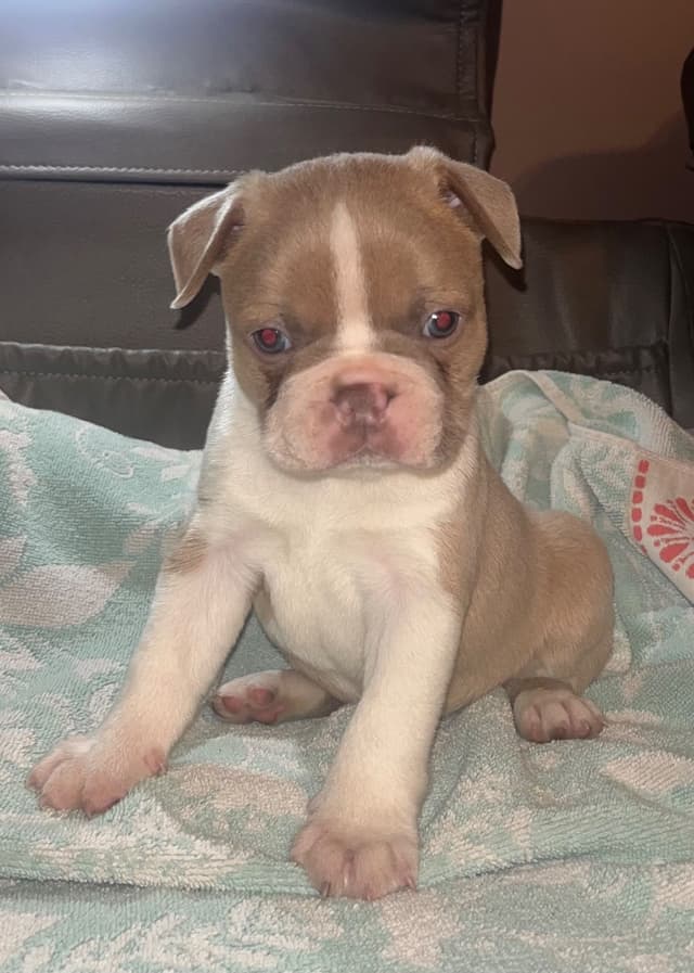 Boston Terrier Puppies media 3