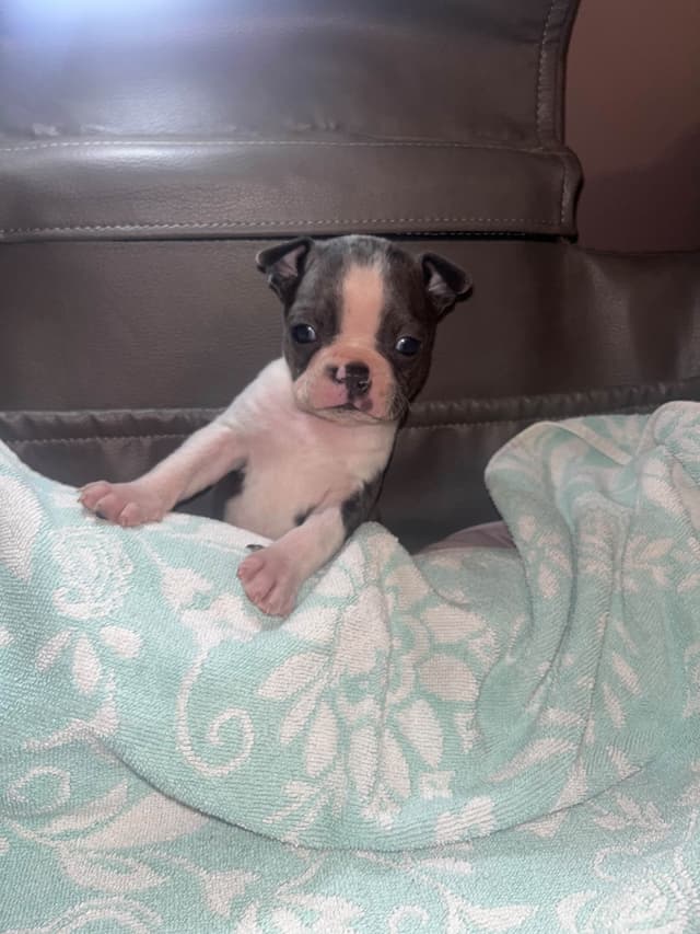 Boston Terrier Puppies media 4