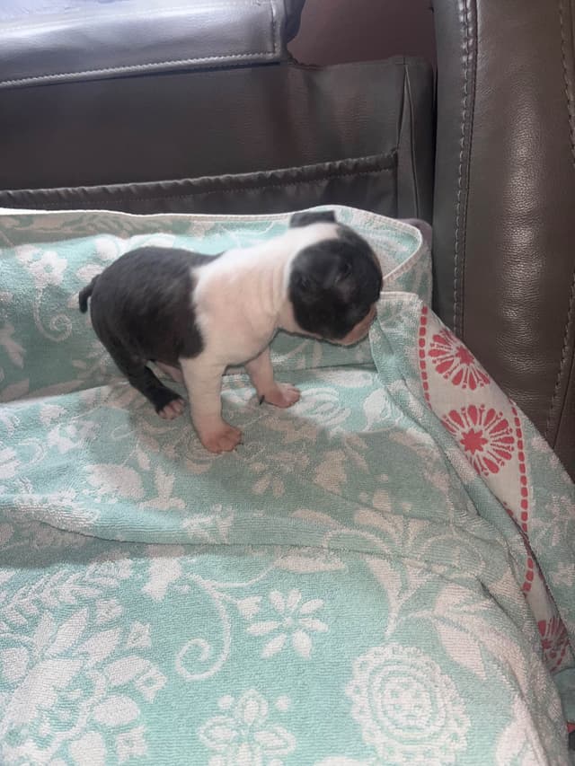 Boston Terrier Puppies media 6
