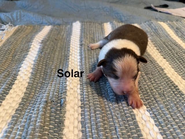 Miniature American Shepherd Puppies media 2
