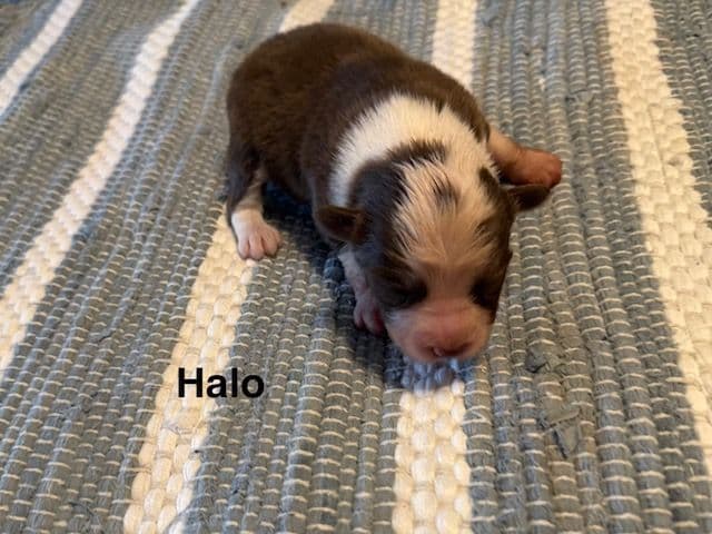 Miniature American Shepherd Puppies media 3