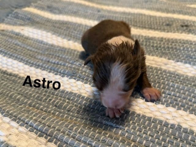 Miniature American Shepherd Puppies media 4