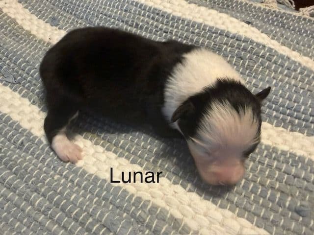 Miniature American Shepherd Puppies media 5