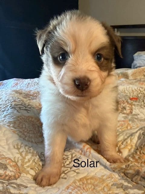 Miniature American Shepherd Puppies media 6