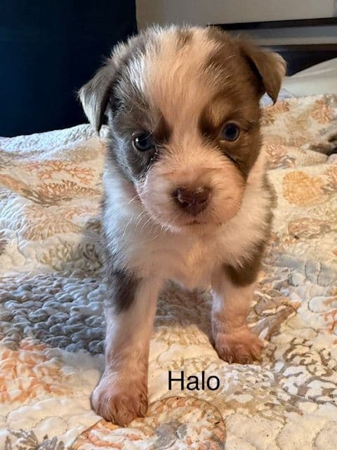 Miniature American Shepherd Puppies media 7