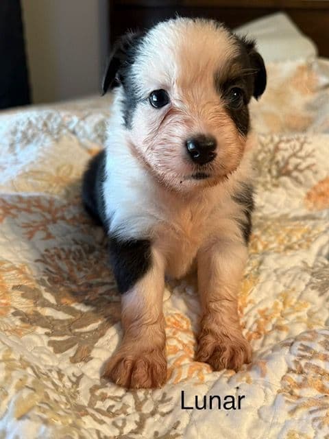 Miniature American Shepherd Puppies media 8