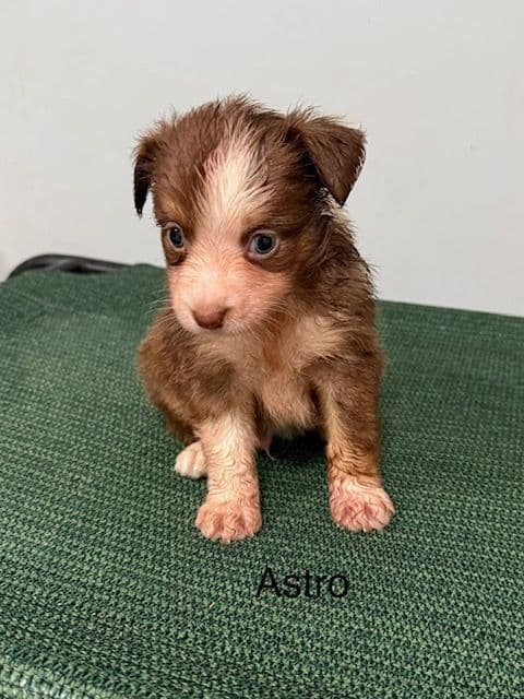 Miniature American Shepherd Puppies media 9