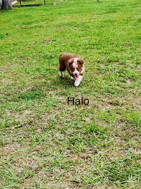 Miniature American Shepherd Puppies media 10