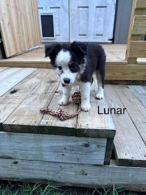 Miniature American Shepherd Puppies media 11