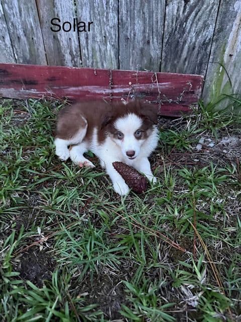 Miniature American Shepherd Puppies media 12