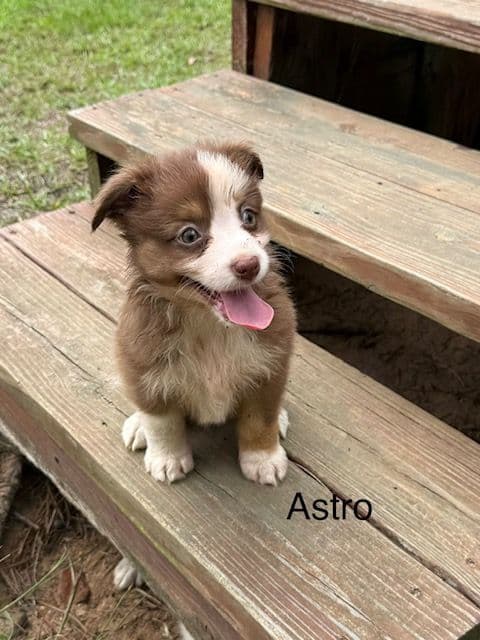Miniature American Shepherd Puppies breeder image 1