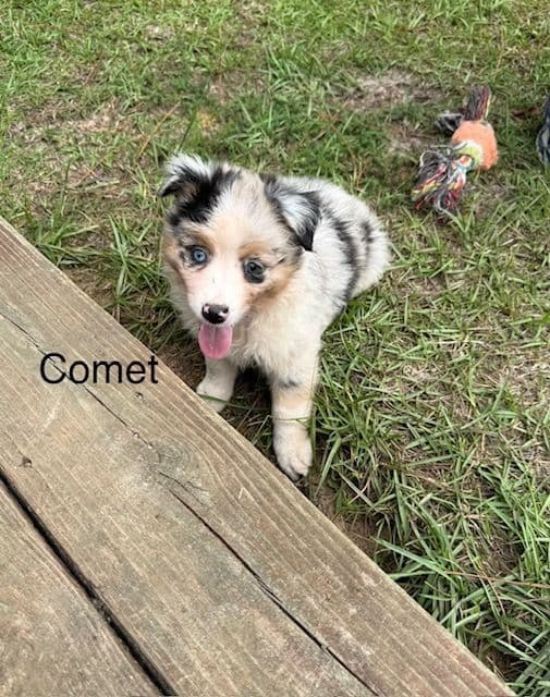 Miniature American Shepherd Puppies media 13