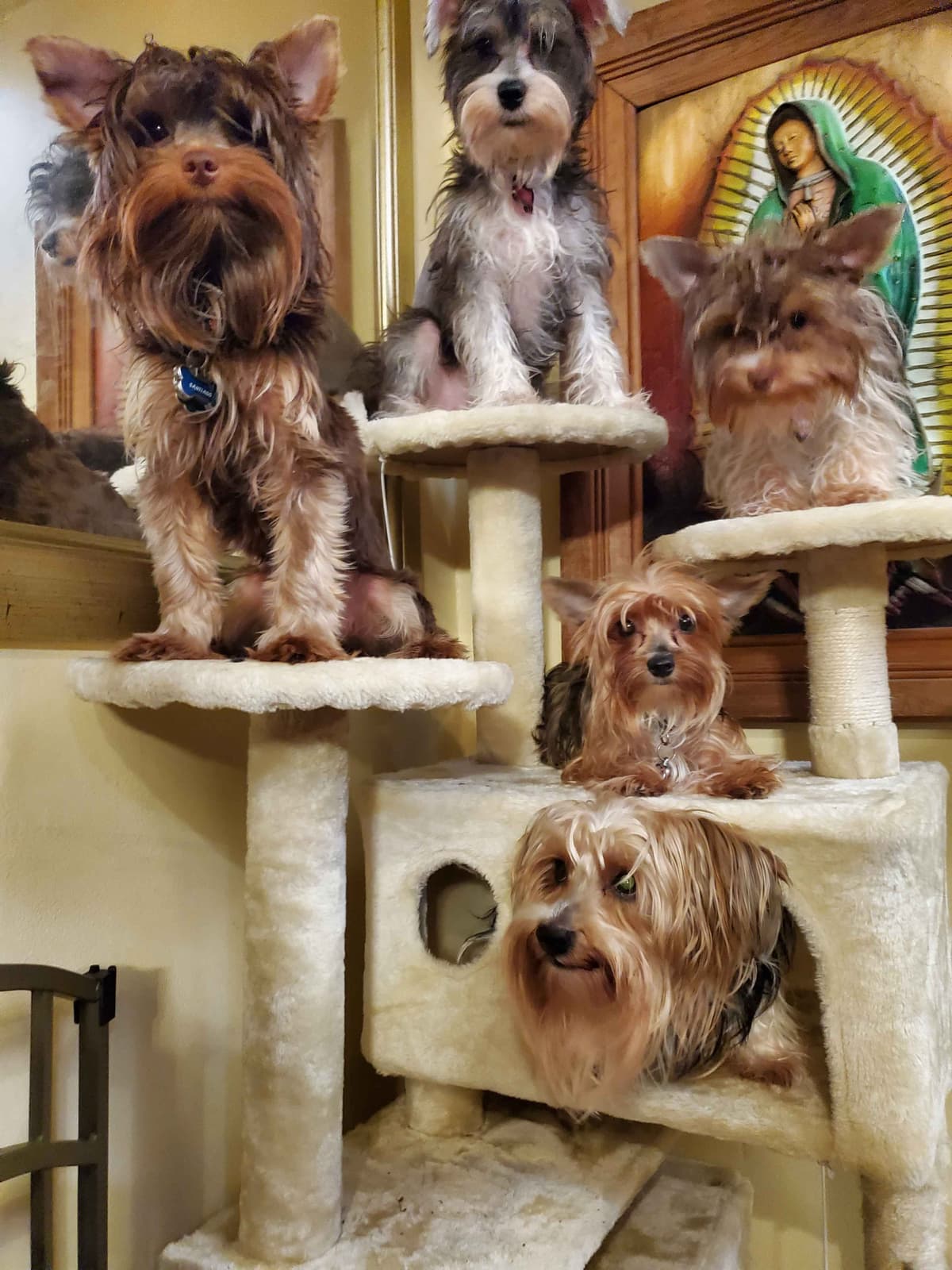 Miniature Schnauzer Puppies breeder image 1