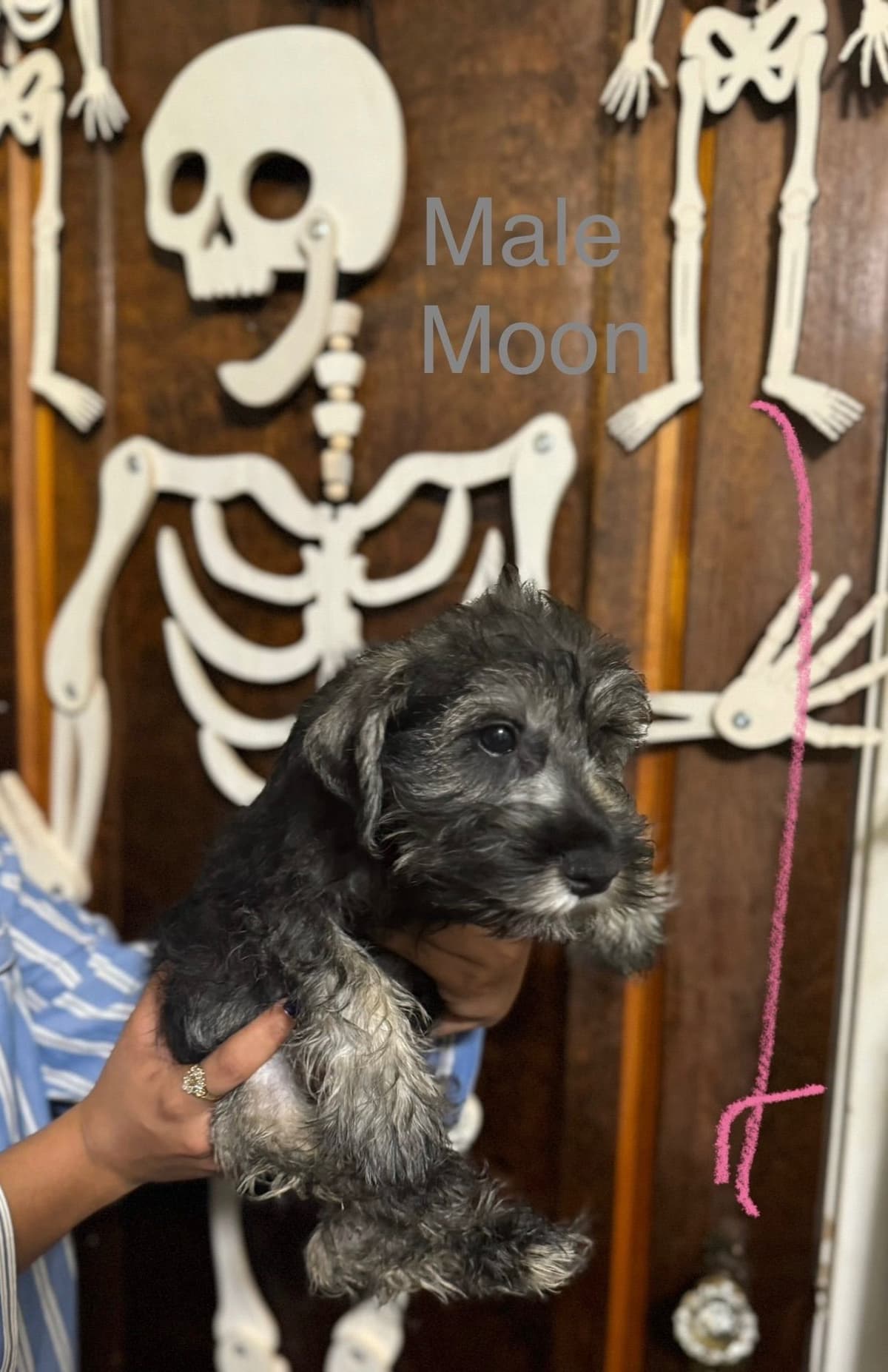 Miniature Schnauzer Puppies breeder image 3