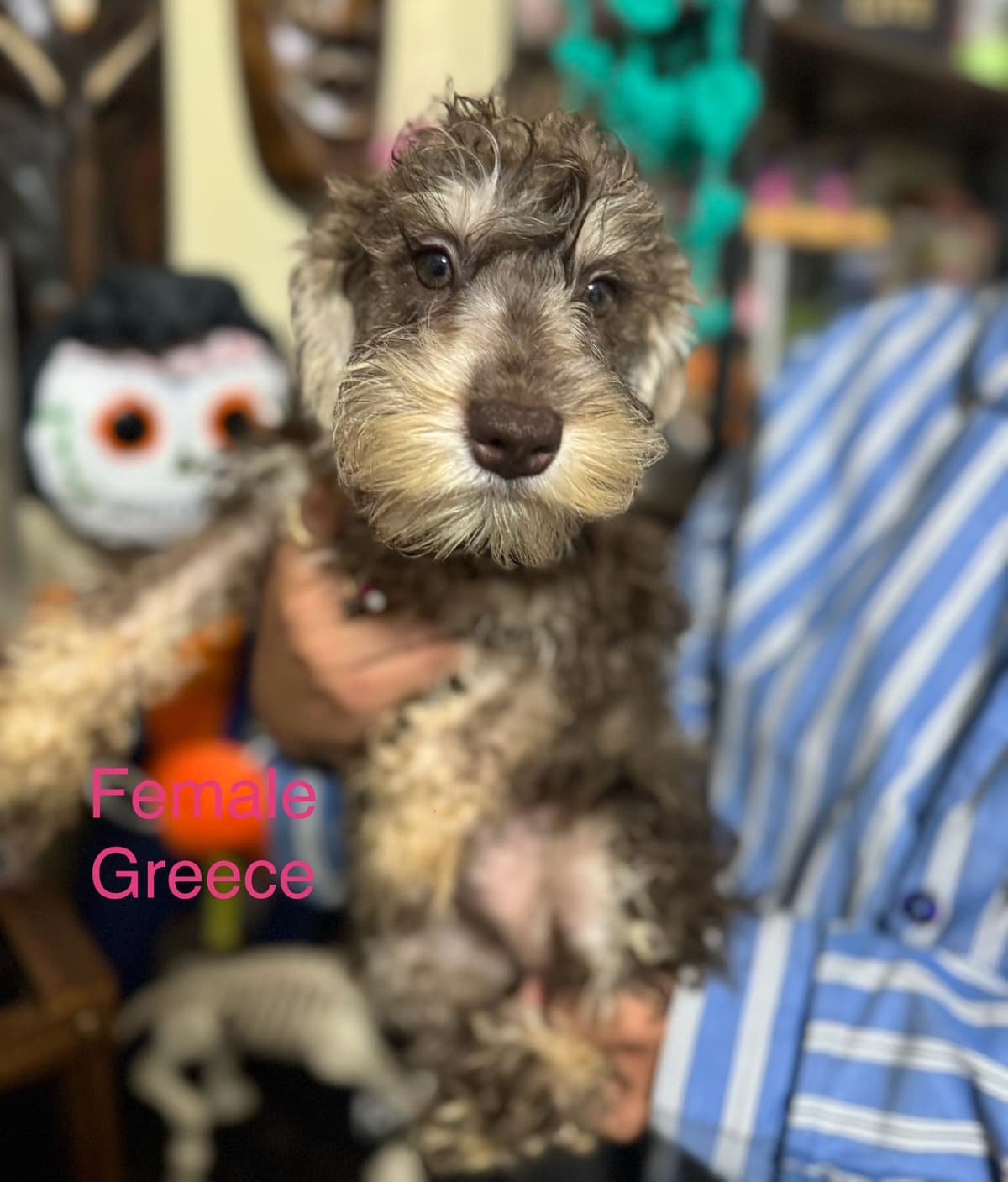 Miniature Schnauzer Puppies breeder image 4