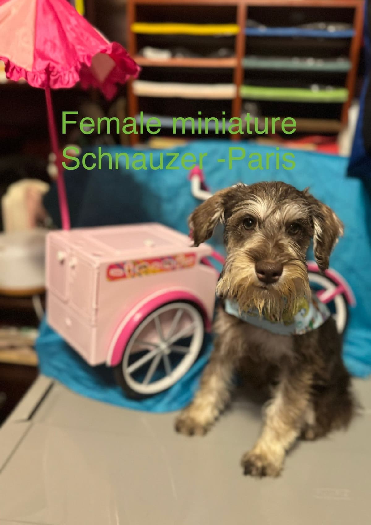 Miniature Schnauzer Puppies breeder image 5