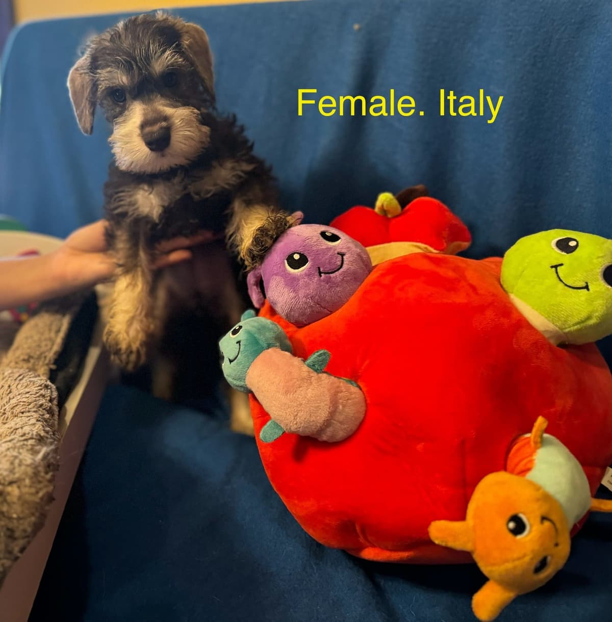 Miniature Schnauzer Puppies breeder image 6