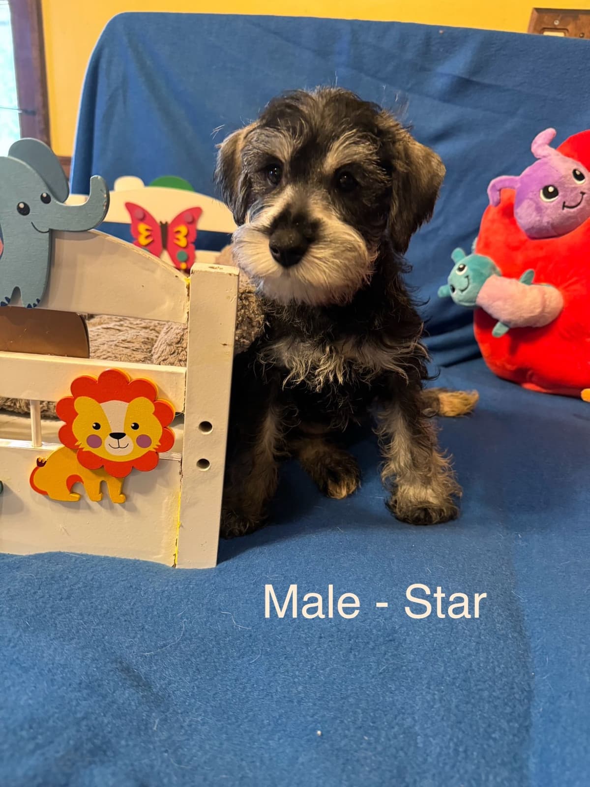 Miniature Schnauzer Puppies breeder image 8