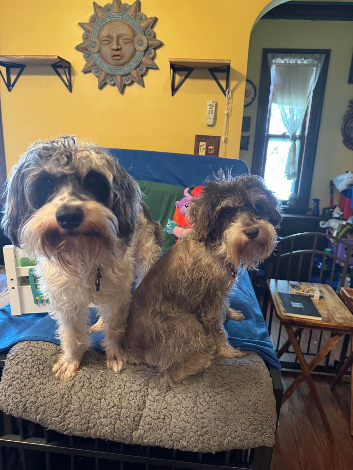 Miniature Schnauzer Puppies breeder image 12