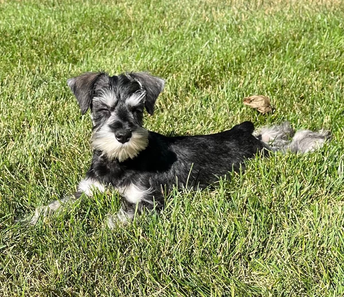Miniature Schnauzer Puppies breeder image 11