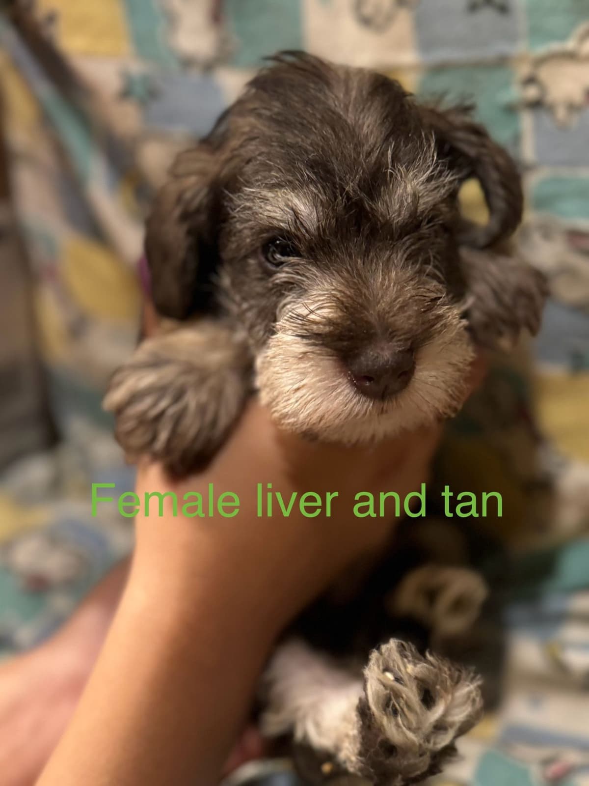 Miniature Schnauzer Puppies breeder image 16