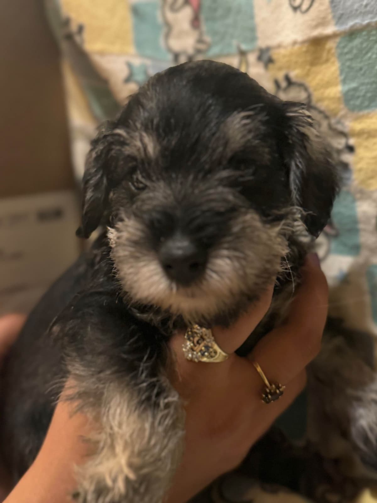 Miniature Schnauzer Puppies breeder image 17