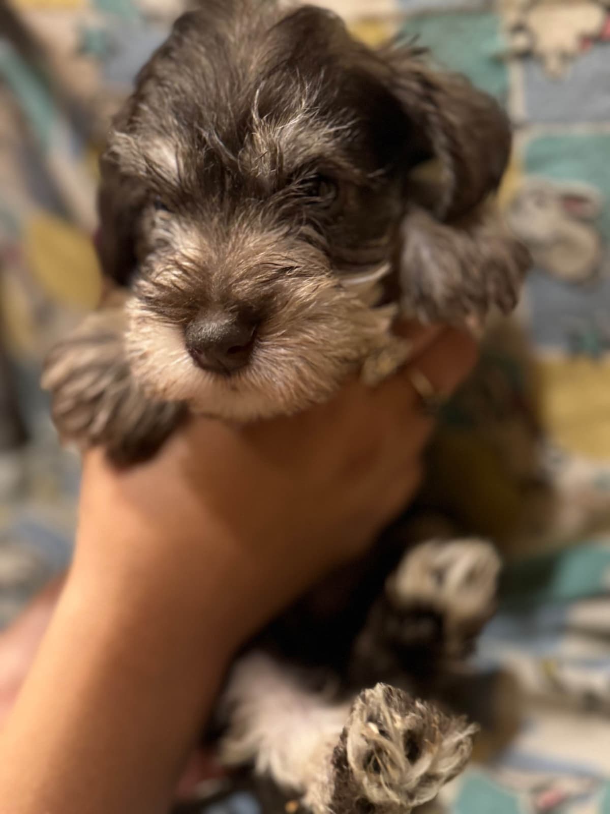 Miniature Schnauzer Puppies breeder image 18