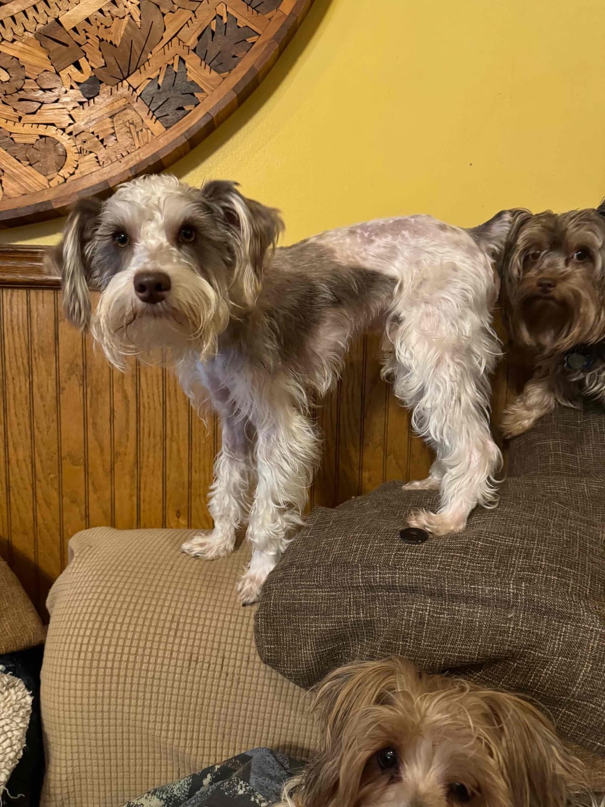 Miniature Schnauzer Puppies breeder image 20