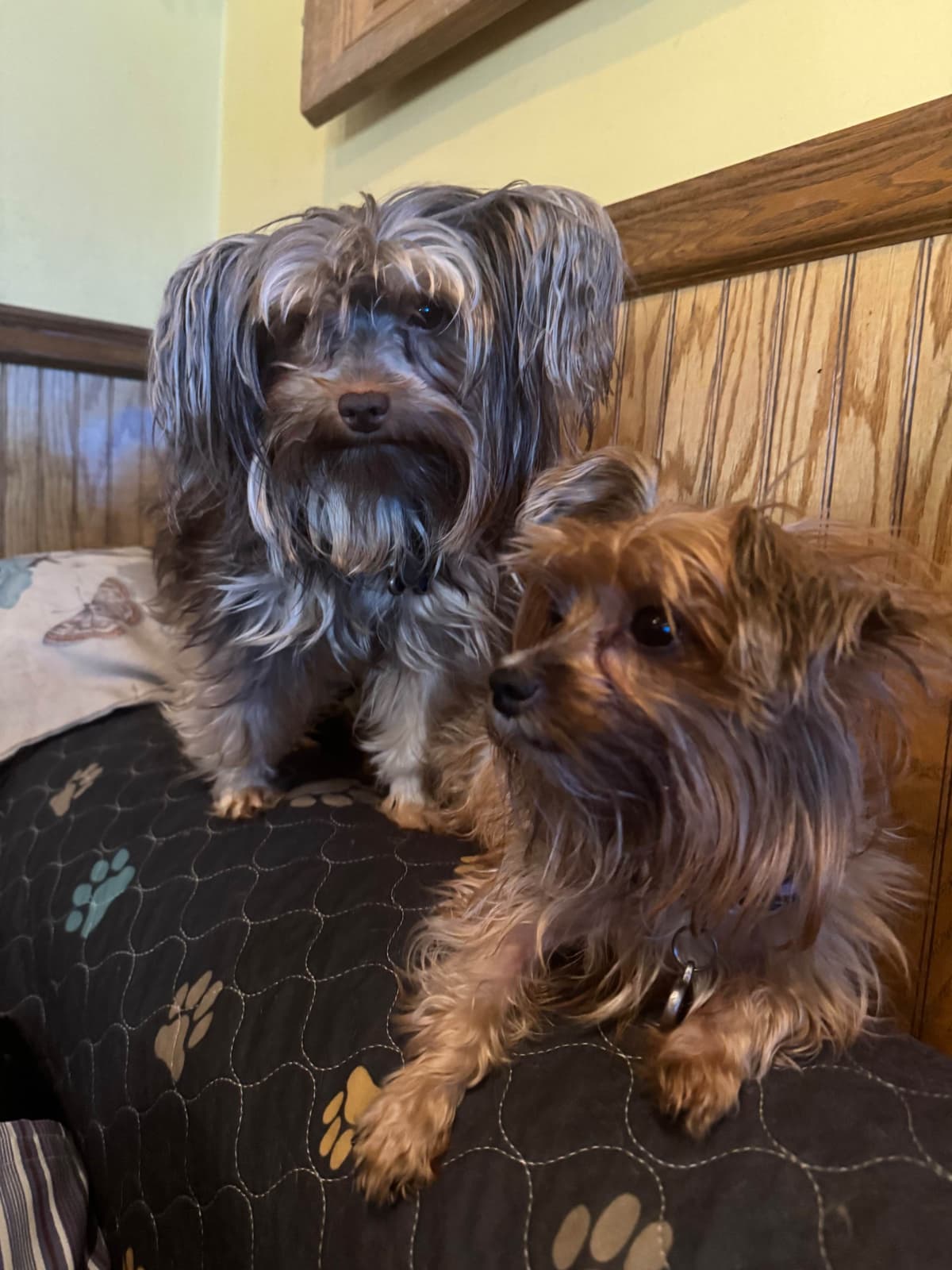 Miniature Schnauzer Puppies breeder image 21