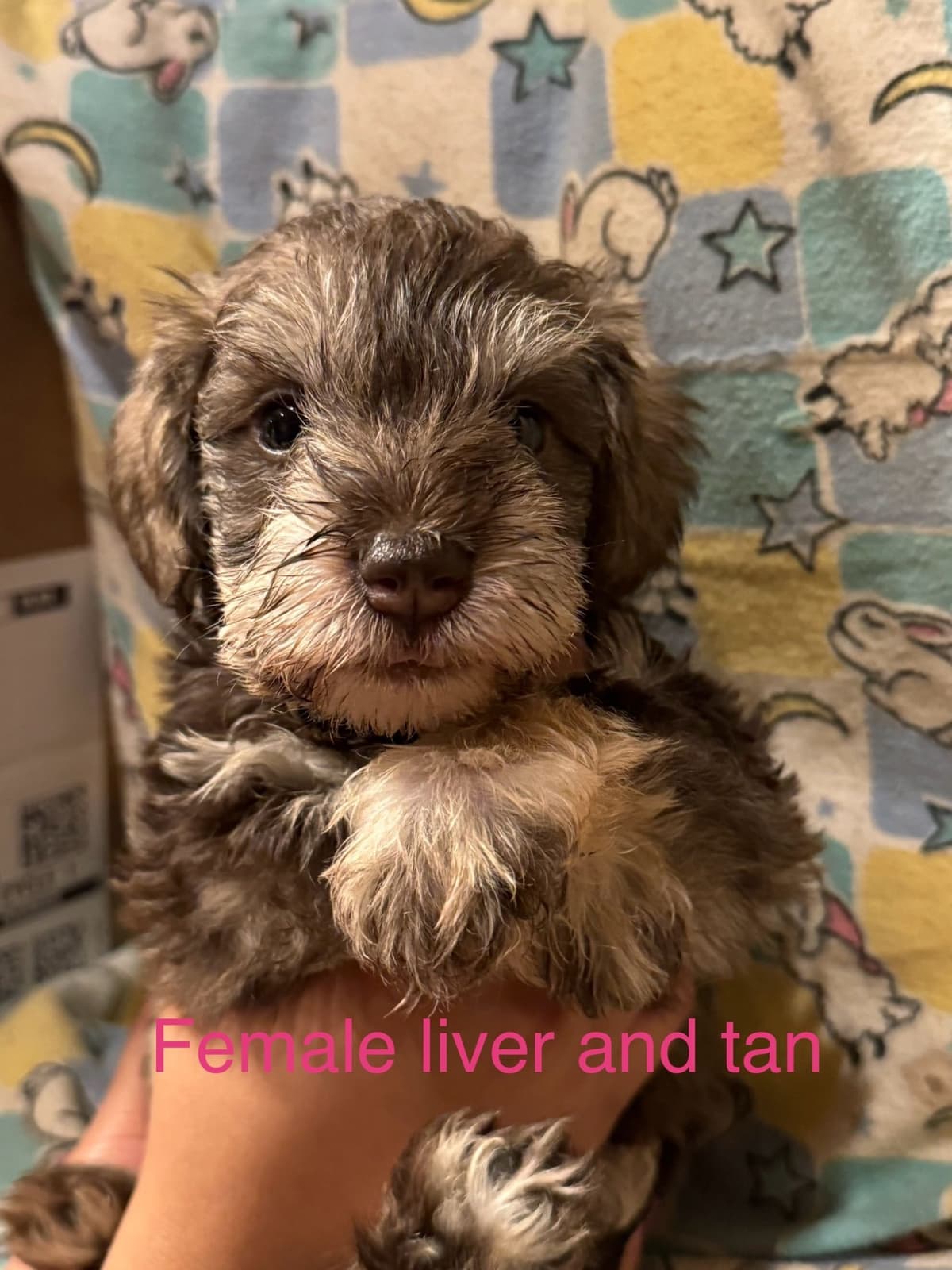 Miniature Schnauzer Puppies breeder image 22