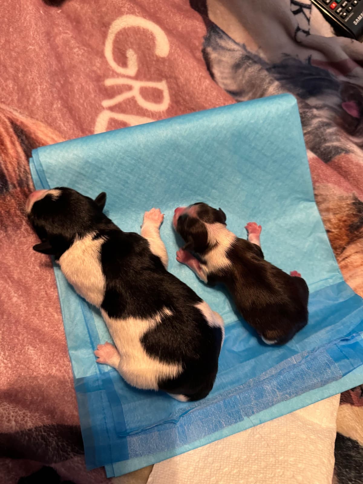 Miniature Schnauzer Puppies breeder image 23