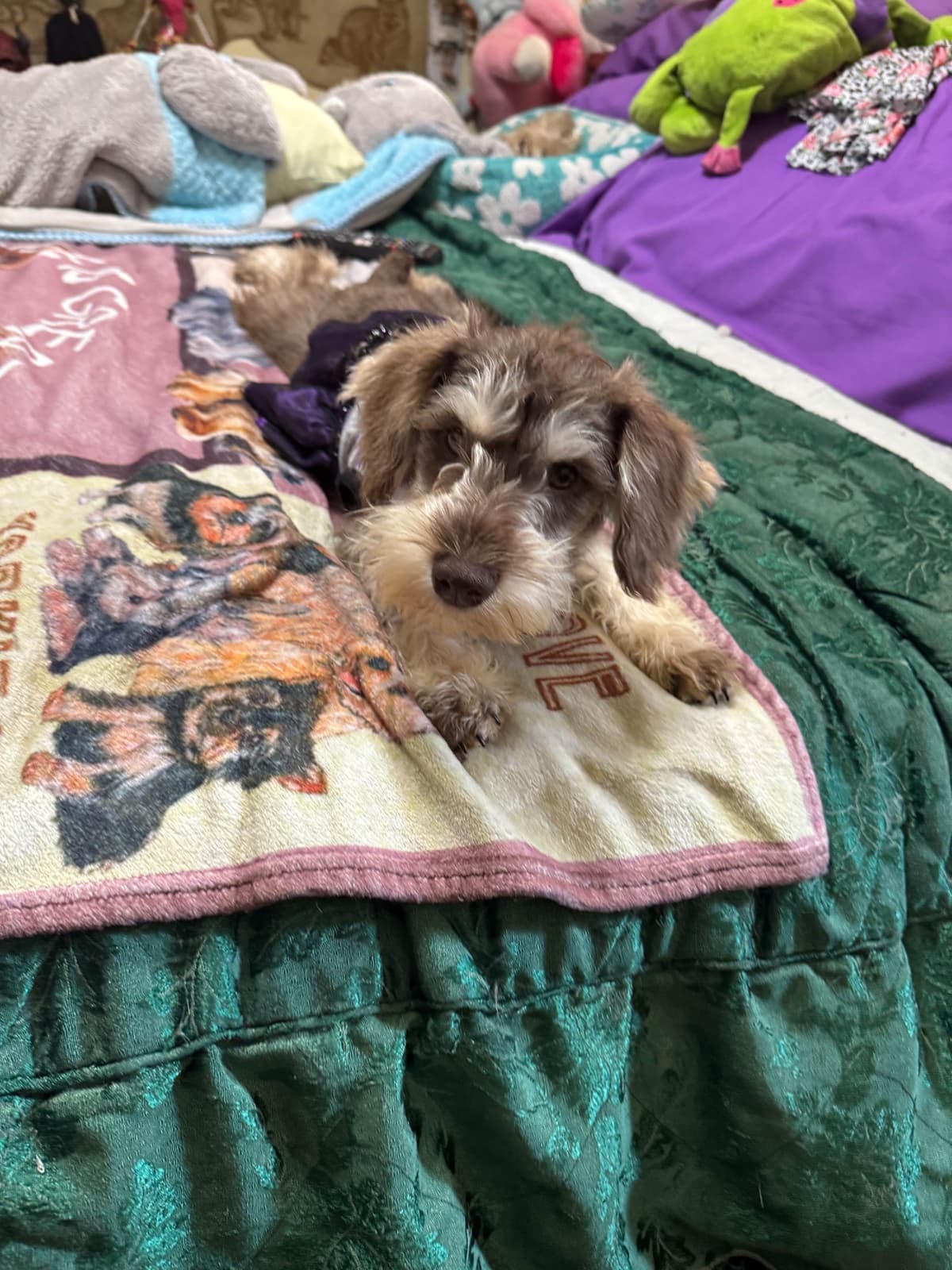 Miniature Schnauzer Puppies breeder image 25