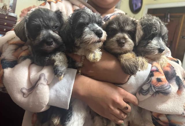 Miniature Schnauzer Puppies media 11
