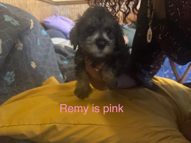 Miniature Schnauzer Puppies media 5