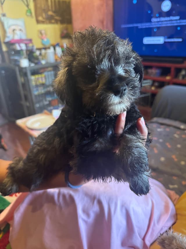 Miniature Schnauzer Puppies media 2