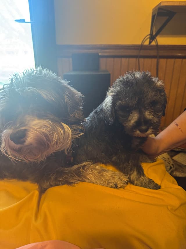 Miniature Schnauzer Puppies media 8
