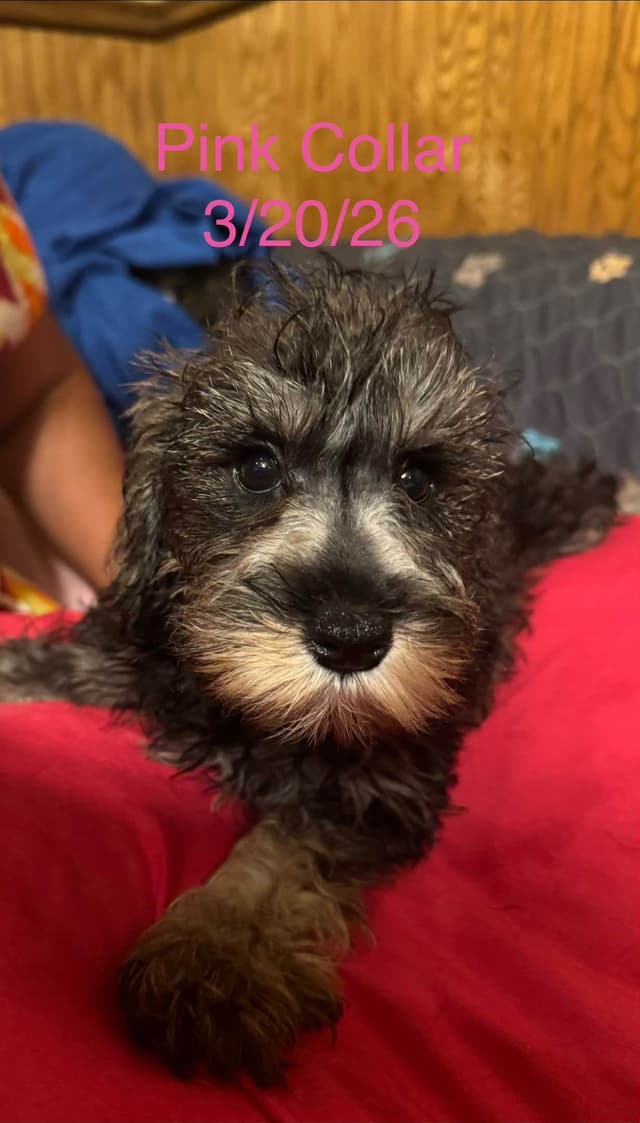 Miniature Schnauzer Puppies media 7