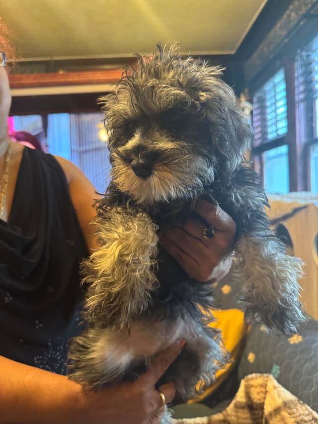 Miniature Schnauzer Puppies media 3