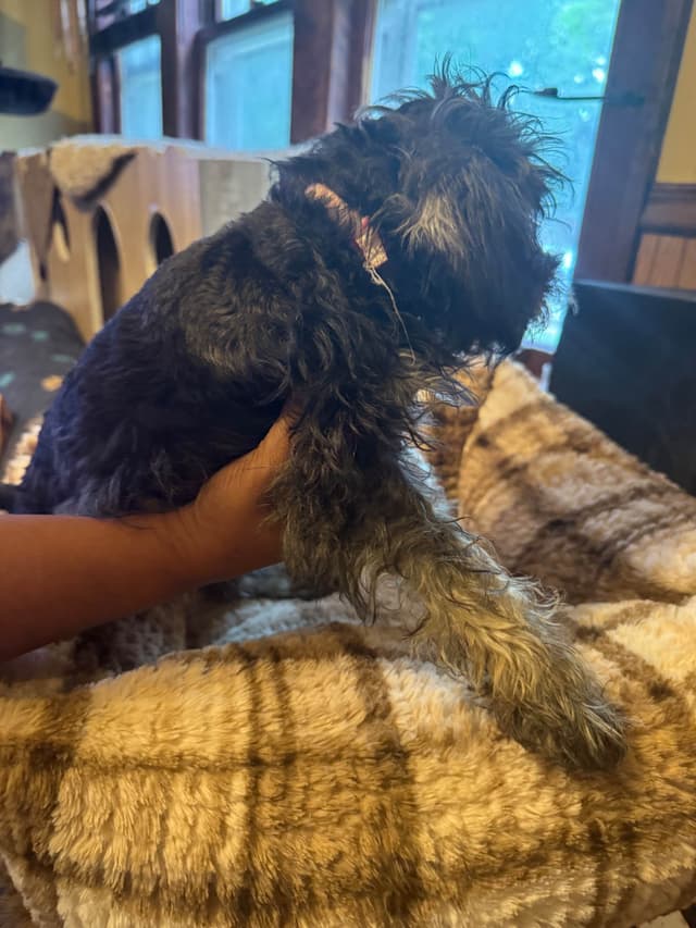 Miniature Schnauzer Puppies media 6