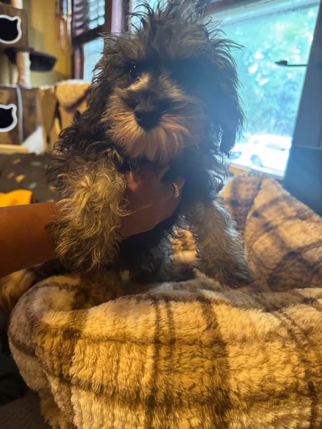 Miniature Schnauzer Puppies media 4