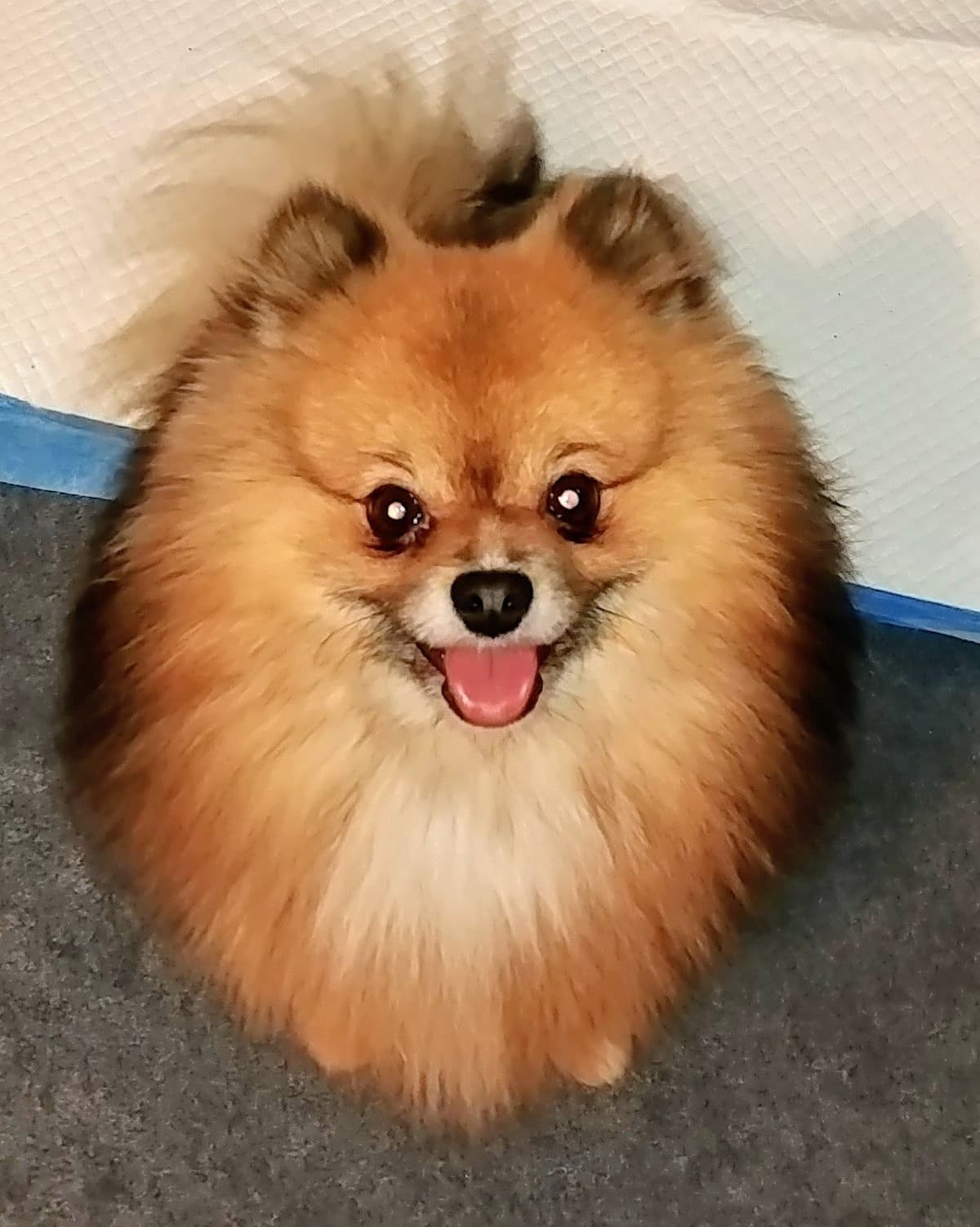 Pomeranian Puppies breeder image 1